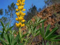 Lupinus luteus 10, Gele lupine, Saxifraga-Ed Stikvoort