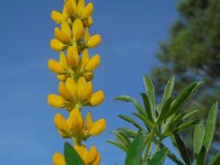 Lupinus luteus 11, Gele lupine, Saxifraga-Ed Stikvoort