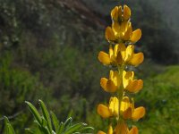 Lupinus luteus 12, Gele lupine, Saxifraga-Ed Stikvoort