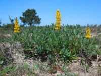 Lupinus luteus 14, Gele lupine, Saxifraga-Ed Stikvoort