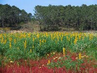 Lupinus luteus 15, Gele lupine, Saxifraga-Ed Stikvoort