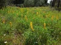 Lupinus luteus 16, Gele lupine, Saxifraga-Ed Stikvoort
