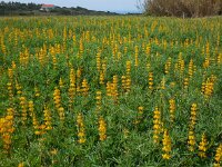 Lupinus luteus 17, Gele lupine, Saxifraga-Ed Stikvoort