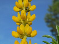 Lupinus luteus 18, Gele lupine, Saxifraga-Ed Stikvoort