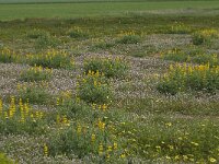 Lupinus luteus 2, Gele lupine, Saxifraga-Willem van Kruijsbergen