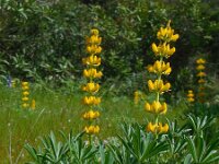 Lupinus luteus 21, Gele lupine, Saxifraga-Ed Stikvoort