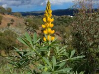 Lupinus luteus 22, Gele lupine, Saxifraga-Ed Stikvoort