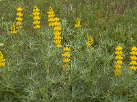 Lupinus luteus 3, Gele lupine, Saxifraga-Jan van der Straaten