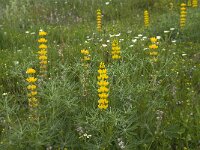 Lupinus luteus 4, Gele lupine, Saxifraga-Willem van Kruijsbergen