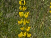 Lupinus luteus 5, Gele lupine, Saxifraga-Willem van Kruijsbergen