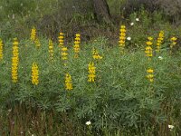 Lupinus luteus 6, Gele lupine, Saxifraga-Willem van Kruijsbergen