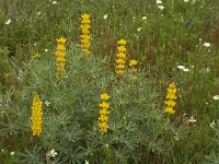 Lupinus luteus 7, Gele lupine, Saxifraga-Jan van der Straaten