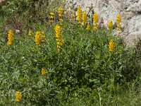 Lupinus luteus 8, Gele lupine, Saxifraga-Willem van Kruijsbergen