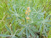 Lupinus luteus 9, Gele lupine, Saxifraga-Rutger Barendse