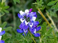 Lupinus nootkatensis 11, Alaska lupine, Saxifraga-Bart Vastenhouw