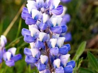 Lupinus nootkatensis 13, Alaska lupine, Saxifraga-Bart Vastenhouw