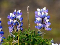 Lupinus nootkatensis 14, Alaska lupine, Saxifraga-Bart Vastenhouw