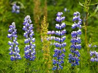 Lupinus nootkatensis 2, Alaska lupine, Saxifraga-Bart Vastenhouw