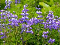 Lupinus nootkatensis 3, Alaska lupine, Saxifraga-Bart Vastenhouw