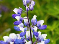Lupinus nootkatensis 5, Alaska lupine, Saxifraga-Bart Vastenhouw