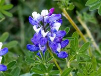Lupinus nootkatensis 7, Alaska lupine, Saxifraga-Bart Vastenhouw