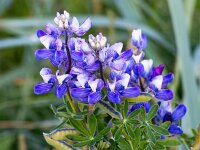 Lupinus nootkatensis 9, Alaska lupine, Saxifraga-Bart Vastenhouw