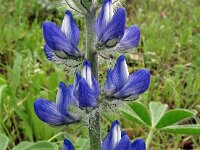 Lupinus varius 2, Saxifraga-Hans Grotenhuis