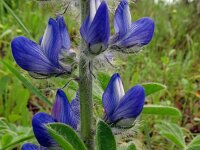 Lupinus varius 4, Saxifraga-Hans Grotenhuis