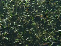 Luronium natans 10, Drijvende waterweegbree, Saxifraga-Ed Stikvoort