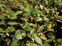 Luronium natans 11, Drijvende waterweegbree, Saxifraga-Ed Stikvoort