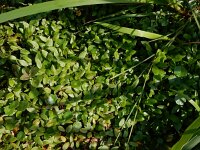 Luronium natans 12, Drijvende waterweegbree, Saxifraga-Ed Stikvoort