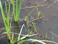 Luronium natans 13, Drijvende waterweegbree, Saxifraga-Michiel Drok