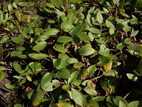 Luronium natans 7, Drijvende waterweegbree, Saxifraga-Ed Stikvoort