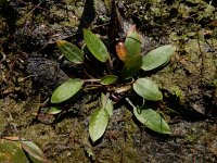 Luronium natans 8, Drijvende waterweegbree, Saxifraga-Ed Stikvoort
