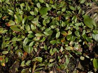 Luronium natans 9, Drijvende waterweegbree, Saxifraga-Ed Stikvoort