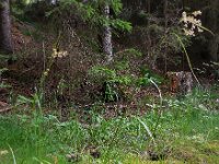 Luzula luzuloides 10, Witte veldbies, Saxifraga-Ed Stikvoort