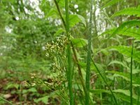 Luzula luzuloides 11, Witte veldbies, Saxifraga-Hans Grotenhuis