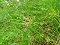 Luzula luzuloides 12, Witte veldbies, Saxifraga-Hans Grotenhuis