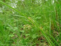 Luzula luzuloides 13, Witte veldbies, Saxifraga-Hans Grotenhuis