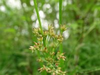 Luzula luzuloides 14, Witte veldbies, Saxifraga-Hans Grotenhuis