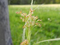 Luzula luzuloides 2, Witte veldbies, Saxifraga-Rutger Barendse