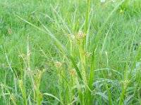 Luzula luzuloides 3, Witte veldbies, Saxifraga-Rutger Barendse