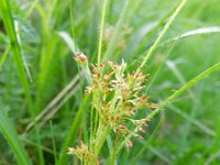 Luzula luzuloides 4, Witte veldbies, Saxifraga-Rutger Barendse