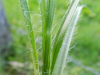 Luzula luzuloides 5, Witte veldbies, Saxifraga-Rutger Barendse