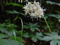 Luzula luzuloides 6, Witte veldbies, Saxifraga-Ed Stikvoort