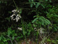 Luzula luzuloides 7, Witte veldbies, Saxifraga-Ed Stikvoort