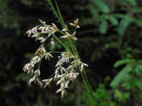 Luzula luzuloides 8, Witte veldbies, Saxifraga-Ed Stikvoort