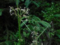 Luzula luzuloides 9, Witte veldbies, Saxifraga-Ed Stikvoort