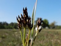 Luzula multiflora 19, Veelbloemige veldbies, Saxifraga-Ed Stikvoort