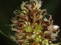 Luzula multiflora ssp congesta 1, Saxifraga-Rutger Barendse